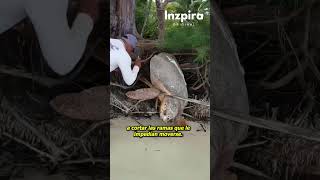 Pensaron que esta tortuga estaba muerta hasta qué pasó lo siguiente…