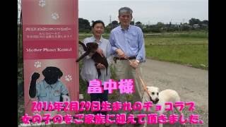 チョコラブ女の子　健康　社会性【日本で唯一のチョコラブ・黒ラブ専門犬舎 Mother Planet Kennel】