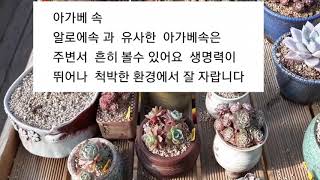 다육식물 종류 아가베속