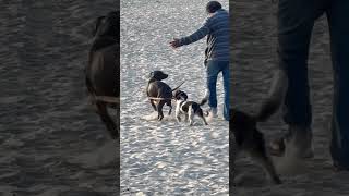 Dog Beach 🐕🏖️犬さん達のビーチ￼￼