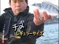 三重県鳥羽市（小浜）・筏のチヌ