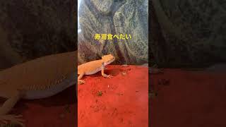 【爬虫類】寿司食べたい… #爬虫類 #beardeddragon #エキゾチックアニマル #フトアゴヒゲトカゲ #フトアゴ #かわいい