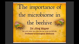 Using Antibiotics & Probiotics For Bees