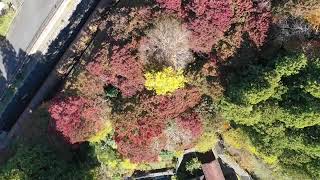 ドローン空撮映像「笹戸公園周辺　紅葉」