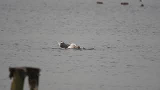 Vroege Vogels - Meeuw verdrinkt fuut