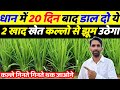 Best formula to increase tillering and growth in paddy. How to improve money in money? farming of rice