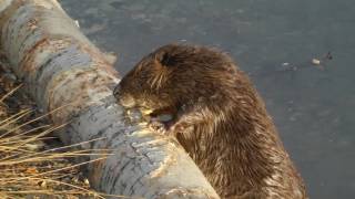 Top 10 Iconic Canadian Animals - Beaver