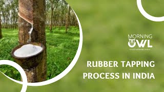 Rubber Tapping in Kerala for Morning Owl Natural Latex Mattress