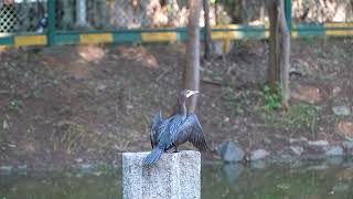 BIRDS - INDIAN CORMORANT