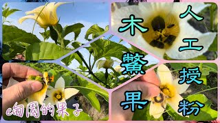 「木鱉果」種植初體驗001￼ ～首次來花進行人工授粉。2023年9月16日