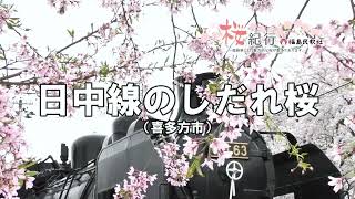 【ふくしま桜紀行】日中線のしだれ桜　紹介動画