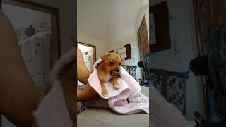 pitoco não gosta de tomar banho #pintcherbravo #humor #tiktok #pet #cachorrobravo #videosengraçados