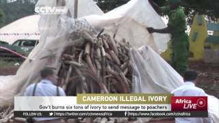 Cameroonian gov't burns six tons of ivory to send message to poachers