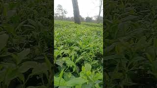 Assam tea gardens 1st flushing#shorts #tea #farming