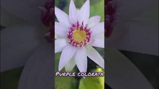 Purple colorata #waterlilly #trending #youtubeshorts #shortfeed #shortvideo