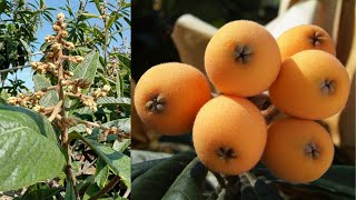 كل ما تحتاجه شجرة البشملة (اكادنيا- اسكدنيا- المشمش الهندي) ري- تسميد loquat Tree