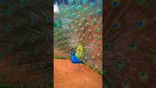 Peacock spreading feathers.