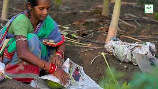 ଅମୃତଭଣ୍ଡା ଚାଷ | Papaya Cultivation | Taiwan Red Lady Papaya | Manikstu Agro