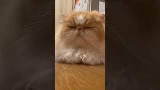 A cat has absolute emotional #absolute #emotional #music #spotify #lyrics #eventually #youre