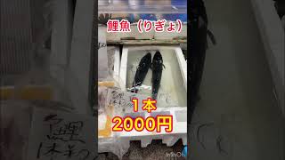 横浜橋商店街魚屋　鯉魚の数え方を探訪します　Yokohama Bridge Shopping Street, Fish Shop, Explore the counting of carp fish.