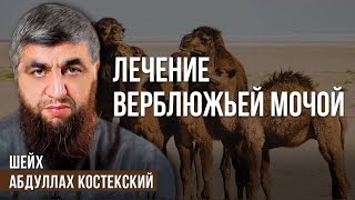 Лечение верблюжьей мочой - шейх Абдуллах Костекский