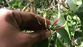 ಮಾವಿನ ತೋಟದಲ್ಲಿ ಬಂದಲಿಕೆ (Loranthus) ಪರಾವಲಂಬಿ ಸಸ್ಯ ನಿರ್ವಹಣೆ - Sandeep Manjunath