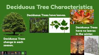 Deciduous vs. Evergreen Trees