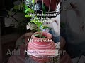 let s make health tonic for plants from waste vegetable scrap shortsfeed