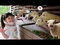 Lets Feeding Sheep Chicken Birds Cow Calves and Rides Horse - Cute Animals