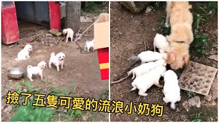 生了一堆孩子是狗2 撿了五隻小奶狗🐶關愛流浪狗