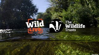 Wild LIVE: are our river protections failing?