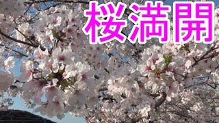 桜が満開・お家でお花見【日本・Cherry Blossoms・Japan・sakura】