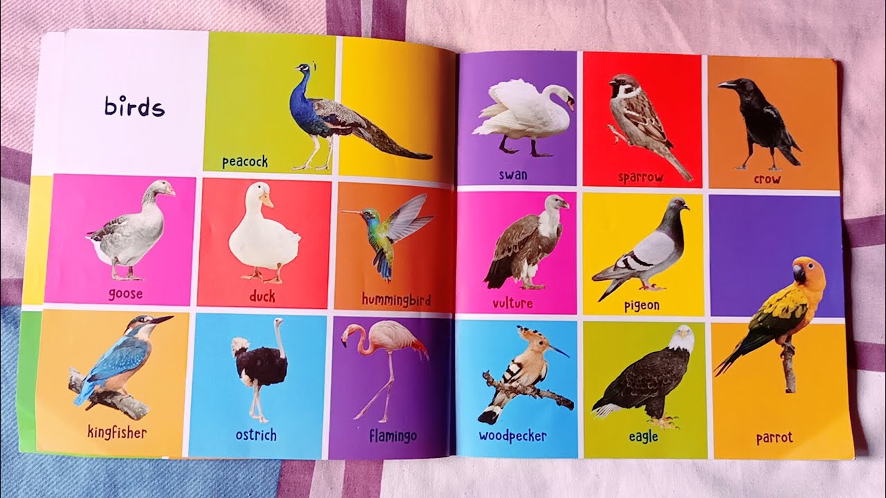 Birds Peacock Kingfisher Sparrow Woodpecker Vulture Eagle