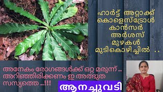 ആനച്ചുവടി യുടെ ഔഷധ ഗുണങ്ങൾ ?ANACHUVADI PLANT USES IN MALAYALAM||ELEPHANTOPUS SCABER.