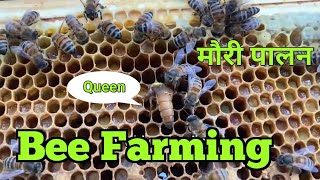 Beekeeping In Nepal | Honey Hunting in Nepal | Honey Harvesting | honey hunting @shresthaday