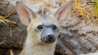 Aardwolf and elephants - SafariLIVE Sunset - 15 January 2025