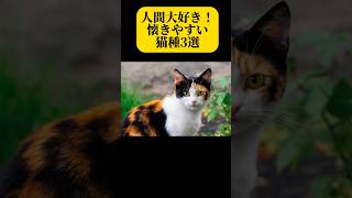 人間大好き！懐きやすい猫種3選