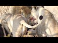 river pride of lions hunt a huge buffalo full video