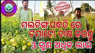 ମଲଚିଙ୍ଗ ପଦ୍ଧତି ରେ ଟମାଟୋ ଚାଷ,, Mulching And Staking Techniques in Tomato