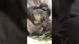 悶絶級にカワイイ! 手を綺麗にするチンチラさん💭【chinchilla】Grooming of fingers🌿 #Shorts