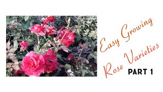 എളുപ്പത്തിൽ വളർത്താവുന്ന rose varieties. Part 1/Easy growing rose varieties Part1