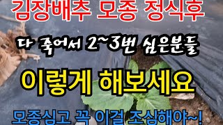 요즘 심은 김장배추가 잘 죽고 있습니다. 김장배추 심은후 죽어서 2~3번 심으신분들 꼭 보세요 죽지 않고 빠르게 성장하는 방법입니다. 김장 배추를 심으셨거나 심을 예정이라면