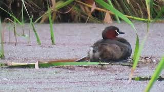 カイツブリ_14Ⅰ_巣造り2024.7.13.1/2_多摩川_Little Grebe_4K