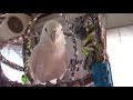 ソロモンオウムたろちゃん　ピーナッツちょーだい ‼ talking cockatoo