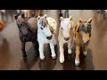 2024 schleich collection tour 😱✨💖 130 horses grayci grayci