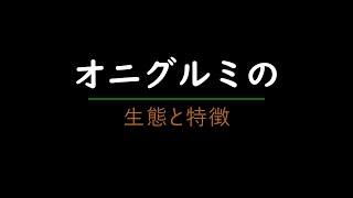 オニグルミの生態と特徴　＃クルミ ＃オニグルミ ＃木の実 ＃山形県鶴岡市 ＃田舎暮らし