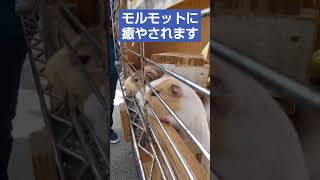 モルモットのご飯の時間　〜Guinea pig meal time〜