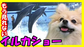 しながわ水族館へ行こう！【可愛すぎるイルカショー】行かないと絶対に後悔する【しながわ水族館に行ってきました】【私は犬が好き I love Dogs】