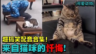 搞笑的 视频|爆笑 动物11|来自猫咪的忏悔！超搞笑配音！#搞笑 #動物視頻 #熱門 #爆笑合集|影片 搞笑|动物 爆笑|