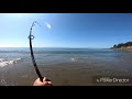 giant black sea bass double digit juvenile caught and released from beach surffishing pennfierce